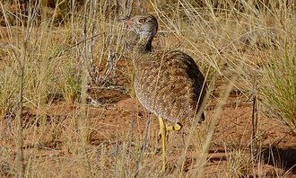 Northern Black Korhaan (Afrotis afraoides)