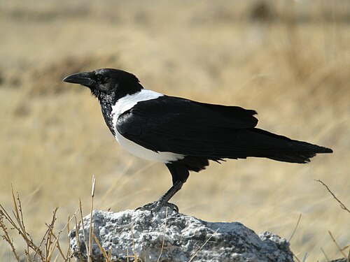 Pied Crow (Corvus albus)