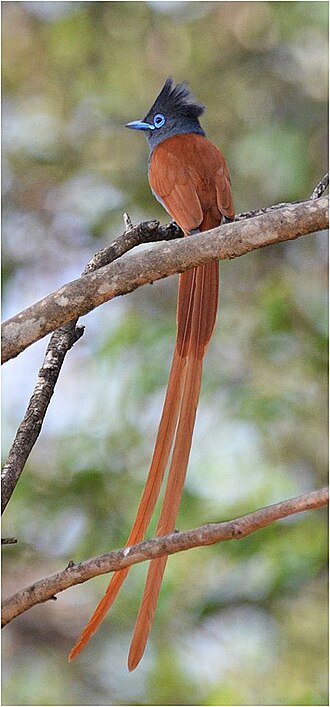 African Paradise Flycatcher (Terpsiphone viridis)