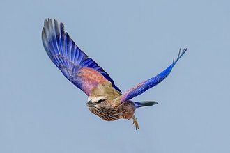 Purple Roller (Coracias naevius)