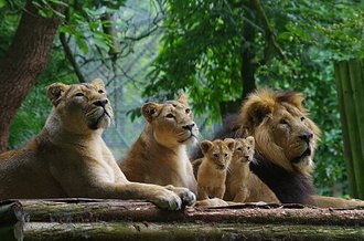 Lion (Panthera leo)