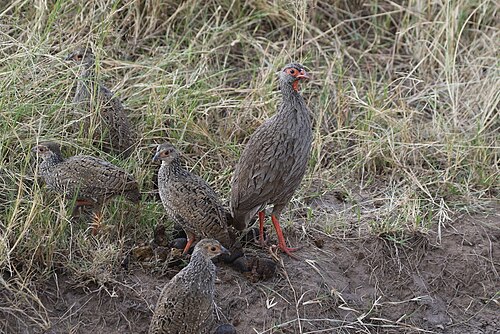 Red-necked Spurfowl (Pternistis afer)