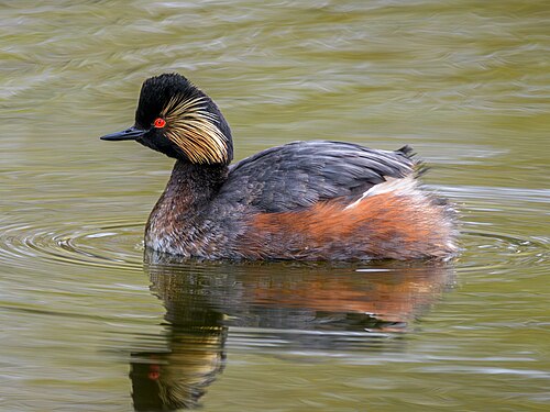 Black-necked Grebe (Podiceps nigricollis)