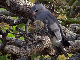 Lizard Buzzard (Kaupifalco monogrammicus)