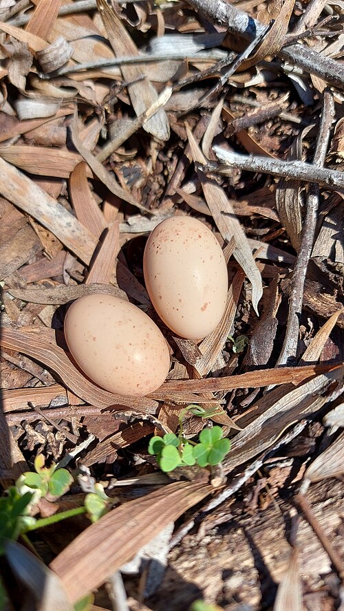 Fiery-necked Nightjar (Caprimulgus pectoralis)