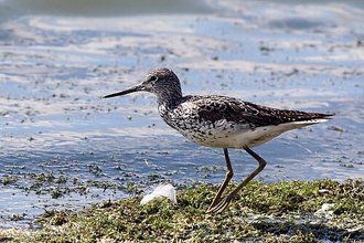 Common Greenshank (Tringa nebularia)