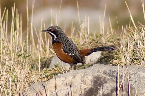 Cape Rockjumper (Chaetops frenatus)