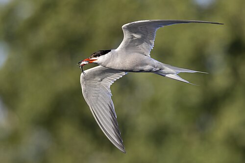 Common Tern (Sterna hirundo)