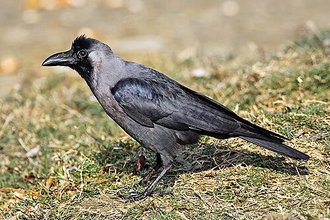House Crow (Corvus splendens)