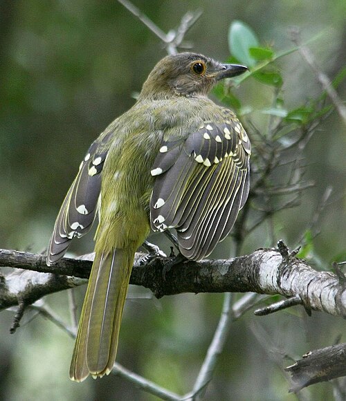 Eastern Nicator (Nicator gularis)