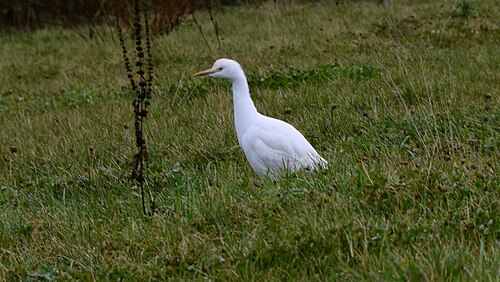 Cattle Egret (Bubulcus ibis)