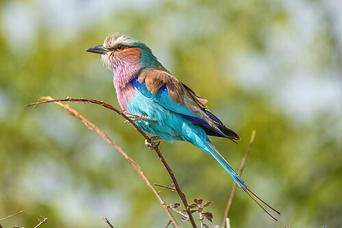 Lilac-breasted Roller (Coracias caudatus)