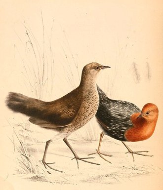 Red-chested Flufftail (Sarothrura rufa)