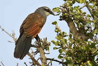 White-browed Coucal (Centropus superciliosus)