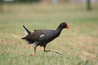 Common Moorhen (Gallinula chloropus)