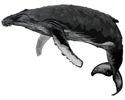 Humpback Whale (Megaptera novaeangliae)