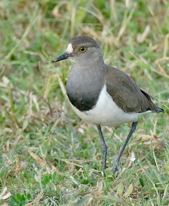 Senegal Lapwing (Vanellus lugubris)