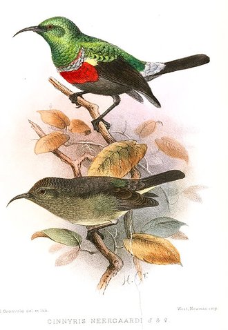 Neergaard's Sunbird (Cinnyris neergaardi)