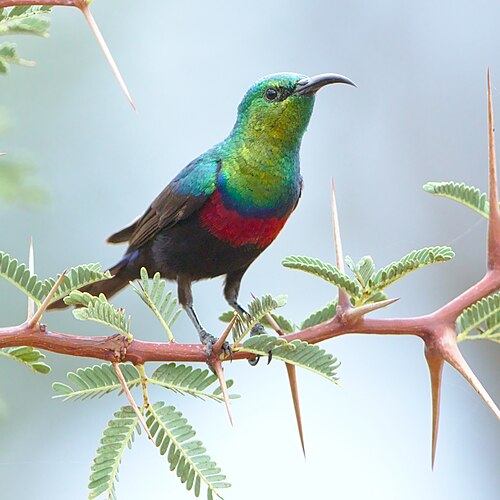 Marico Sunbird (Cinnyris mariquensis)
