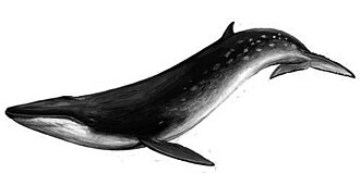 Eden's whale (Balaenoptera edeni)