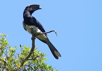 Trumpeter Hornbill (Bycanistes bucinator)