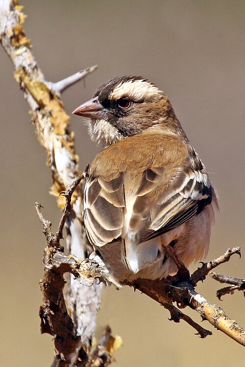 White-browed Sparrow-Weaver (Plocepasser mahali)