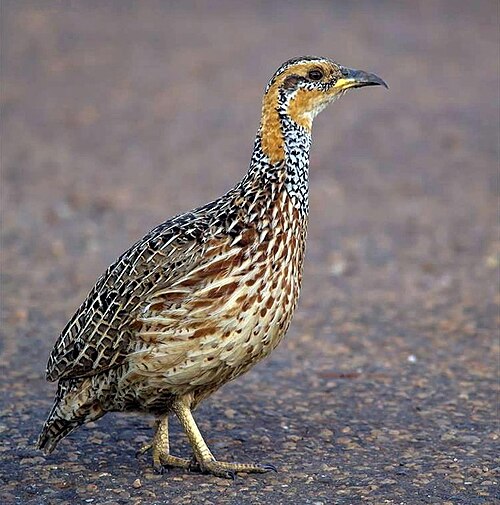 Red-winged Francolin (Scleroptila levaillantii)