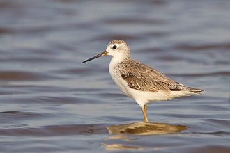 Marsh Sandpiper (Tringa stagnatilis)