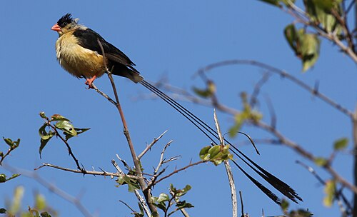 Shaft-tailed Whydah (Vidua regia)