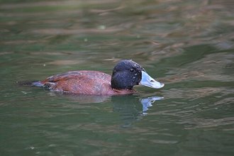 Maccoa Duck (Oxyura maccoa)