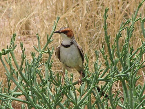 Rufous-eared Warbler (Malcorus pectoralis)