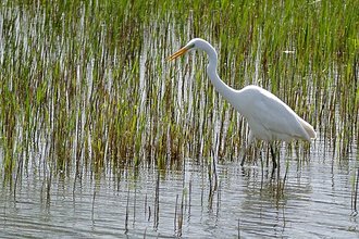Great Egret (Ardea alba)