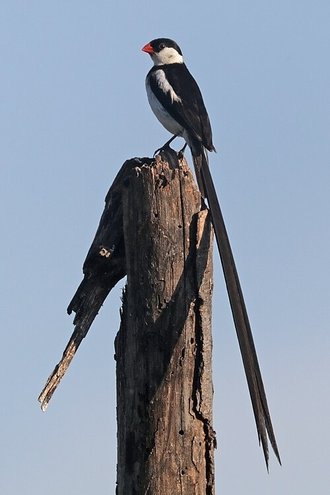 Pin-tailed Whydah (Vidua macroura)