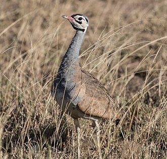 White-bellied Bustard (Eupodotis senegalensis)