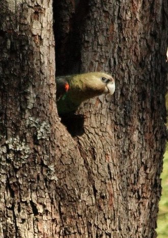 Cape Parrot (Poicephalus robustus)