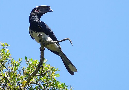 Trumpeter Hornbill (Bycanistes bucinator)