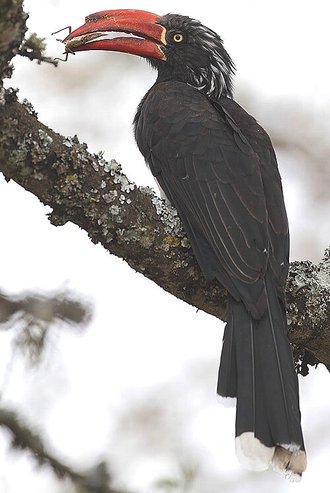 Crowned Hornbill (Lophoceros alboterminatus)