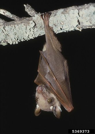 Wahlberg's Epauletted Fruit Bat (Epomophorus wahlbergi)