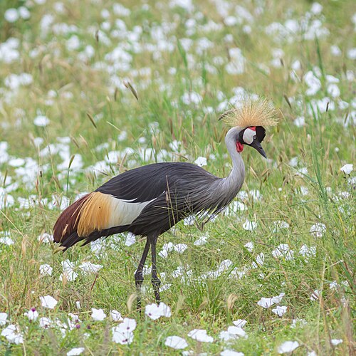 Grey Crowned Crane (Balearica regulorum)