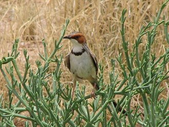 Rufous-eared Warbler (Malcorus pectoralis)