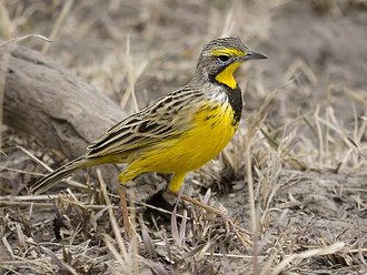 Yellow-throated Longclaw (Macronyx croceus)
