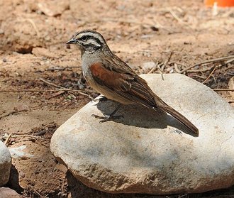 Cape Bunting (Emberiza capensis)