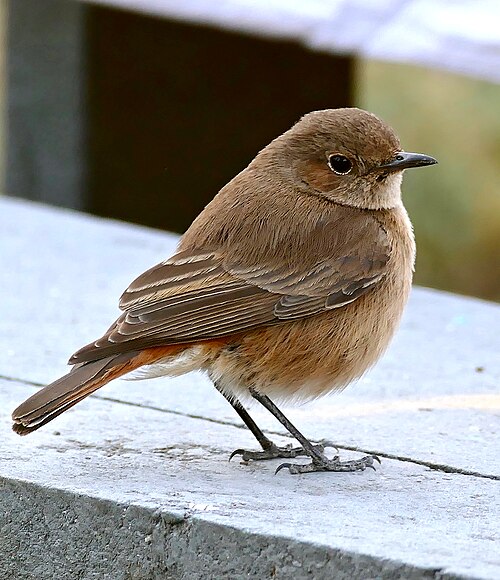 Familiar Chat (Oenanthe familiaris)