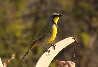 Bokmakierie (Telophorus zeylonus)
