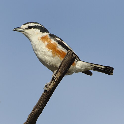 Brubru (Nilaus afer)
