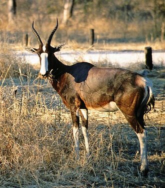 Bontebok (Damaliscus pygargus)