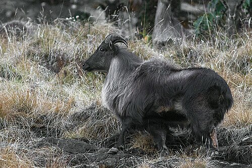 Himalayan Tahr (Hemitragus jemlahicus)