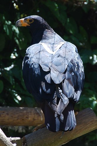 Verreaux's Eagle (Aquila verreauxii)
