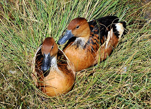 Fulvous Whistling Duck (Dendrocygna bicolor)