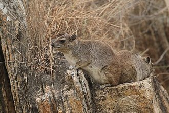 Bush Hyrax (Heterohyrax brucei)